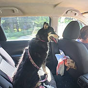 Wendy joined the competition — help win amazing prizes! dog, car_interior, backseat, leash, blanket, window, sunlight, seat, pet, animal, travel, happy, sitting, fur, black_dog, road_trip, passenger, seatbelt, bag, casual