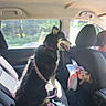 dog, car_interior, backseat, leash, blanket, window, sunlight, seat, pet, animal, travel, happy, sitting, fur, black_dog, road_trip, passenger, seatbelt, bag, casual