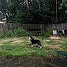 Wendy joined the competition — help win amazing prizes! dog, grass, backyard, wooden_fence, trees, overgrown_grass, garden_chair, grill, deck, outdoor, nature, pet, canine, greenery, yard, fence, wood, summer, leaves, animal