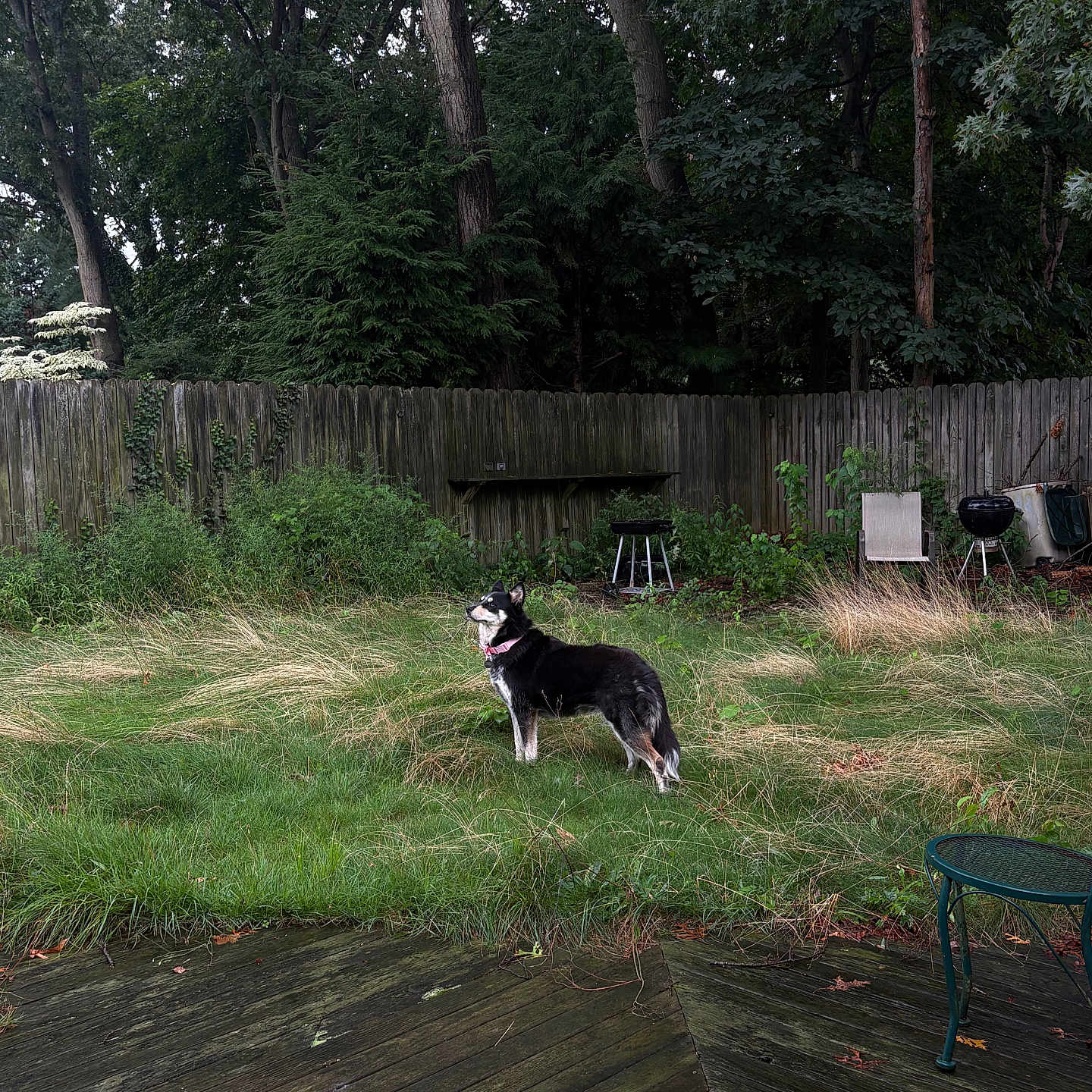 Wendy joined the competition — help win amazing prizes! dog, grass, backyard, wooden_fence, trees, overgrown_grass, garden_chair, grill, deck, outdoor, nature, pet, canine, greenery, yard, fence, wood, summer, leaves, animal