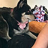 Wendy is registered to the contest to win money with this photo: dog, pink_bow, black_and_white, pet, indoor, clothing_pile, pillow, human_arm, resting, furry, side_profile, domestic_animal, cute, fur, animal, pet_accessory, relaxed, household, companion, portrait