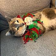 Vail joined the competition — help win amazing prizes! cat, feline, pet, cute, relaxed, couch, indoor, fur, whiskers, collar, jingle_bells, holiday, red, green, domestic_animal, playful, closeup, animal, resting, cozy
