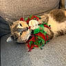 cat, feline, pet, cute, relaxed, couch, indoor, fur, whiskers, collar, jingle_bells, holiday, red, green, domestic_animal, playful, closeup, animal, resting, cozy
