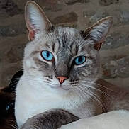 Olaf participe au concours pour gagner de l'argent avec cette photo : cat, blue_eyes, close_up, feline, fur, pet, animal, whiskers, ear, nose, portrait, indoor, resting, cute, mammal, domestic, face, calm, relaxed, stone_wall