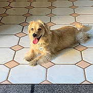 Bailey joined the competition — help win amazing prizes! dog, golden, tongue_out, floor, tile_floor, indoor, pet, happy, lying_down, fur, animal, canine, collar, tag, playful, relaxed, domestic, companion, cute, smiling