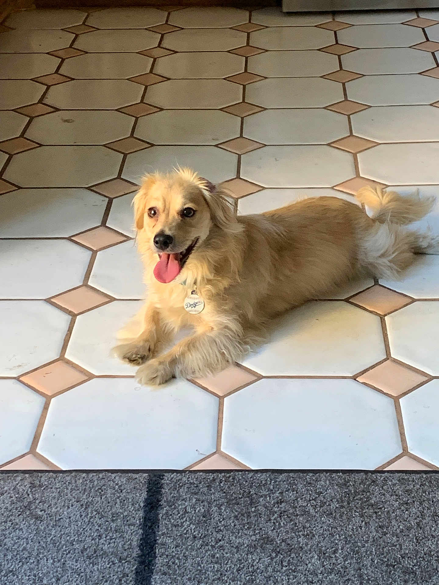 Bailey joined the competition — help win amazing prizes! dog, golden, tongue_out, floor, tile_floor, indoor, pet, happy, lying_down, fur, animal, canine, collar, tag, playful, relaxed, domestic, companion, cute, smiling