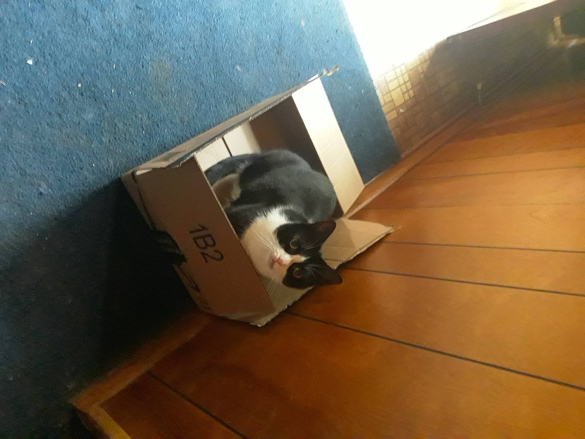 Peanut is registered to the contest to win money with this photo: carnivore, carton, cat, domestic_short_haired_cat, felidae, floor, flooring, fur, hardwood, laminate_flooring, pet_supply, plywood, room, small_to_medium_sized_cats, stairs, tail, varnish, whiskers, wood, wood_stain