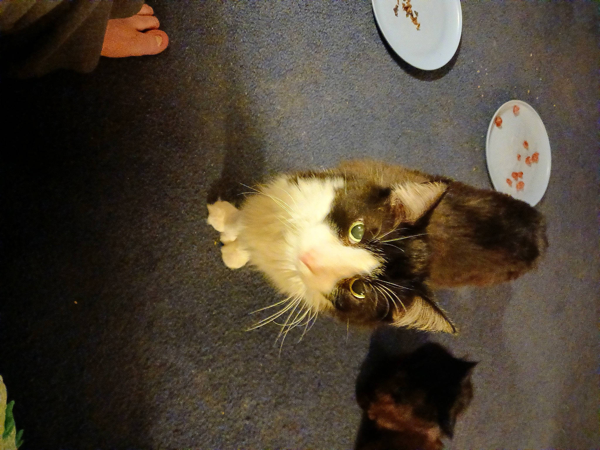 Cuddlebug is registered to the contest to win money with this photo: carnivore, cat, claw, dog_breed, domestic_short_haired_cat, fawn, felidae, fur, paw, plate, serveware, small_to_medium_sized_cats, snout, tail, whiskers