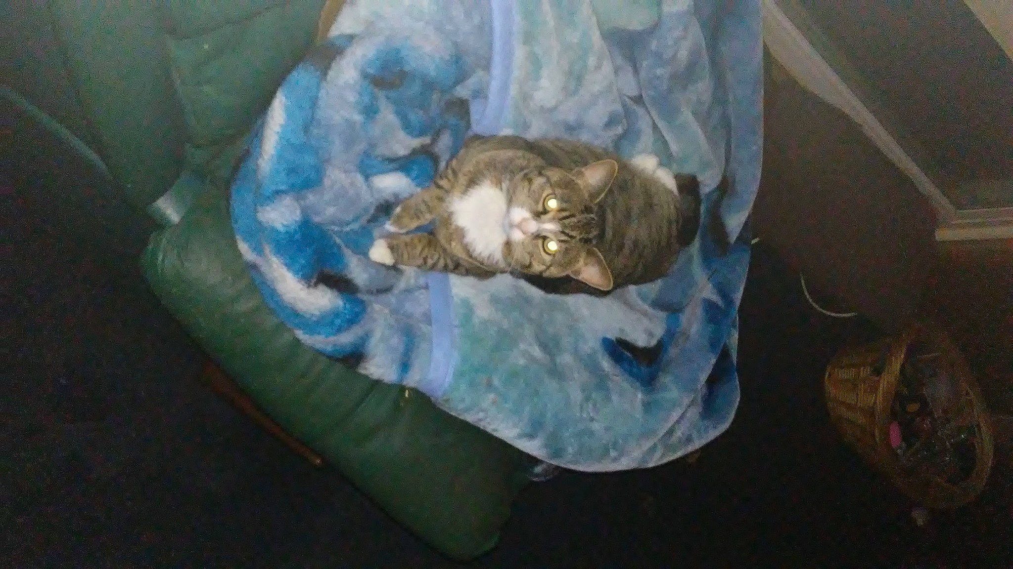 Mitten joined the competition — help win amazing prizes! carnivore, cat, comfort, domestic_short_haired_cat, felidae, plastic_bag, room, small_to_medium_sized_cats, tail, whiskers