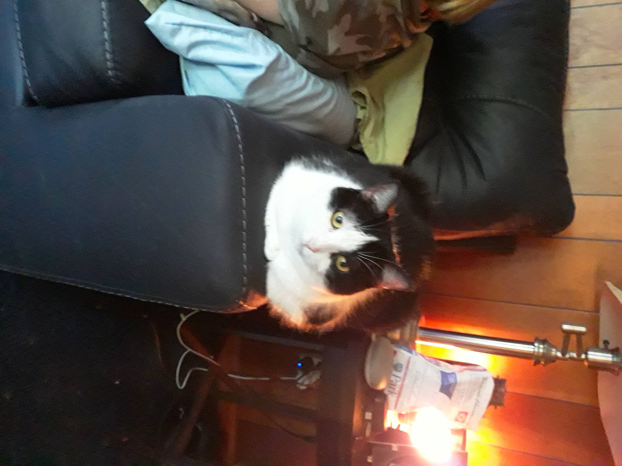 Bella is registered to the contest to win money with this photo: armrest, automotive_lighting, carnivore, cat, comfort, companion_dog, couch, domestic_short_haired_cat, felidae, flooring, fur, hardwood, human_leg, lap, room, sitting, small_to_medium_sized_cats, tail, whiskers, wood