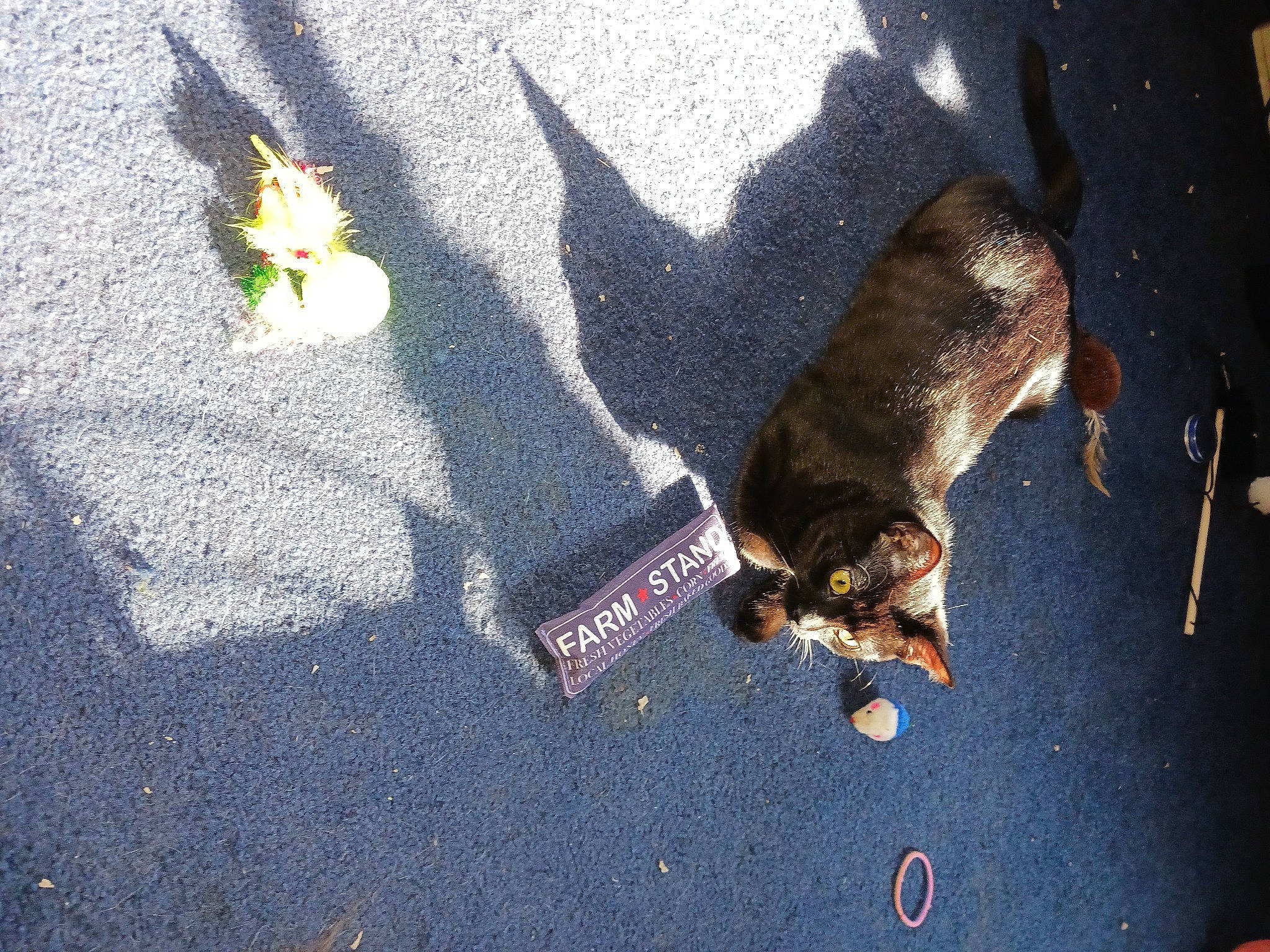 Boof joined the competition — help win amazing prizes! asphalt, carnivore, city, concrete, curb, dog, dog_breed, fashion_accessory, landscape, pedestrian, road, road_surface, shadow, sidewalk, soil, sporting_group, street, tail, tar, tints_and_shades