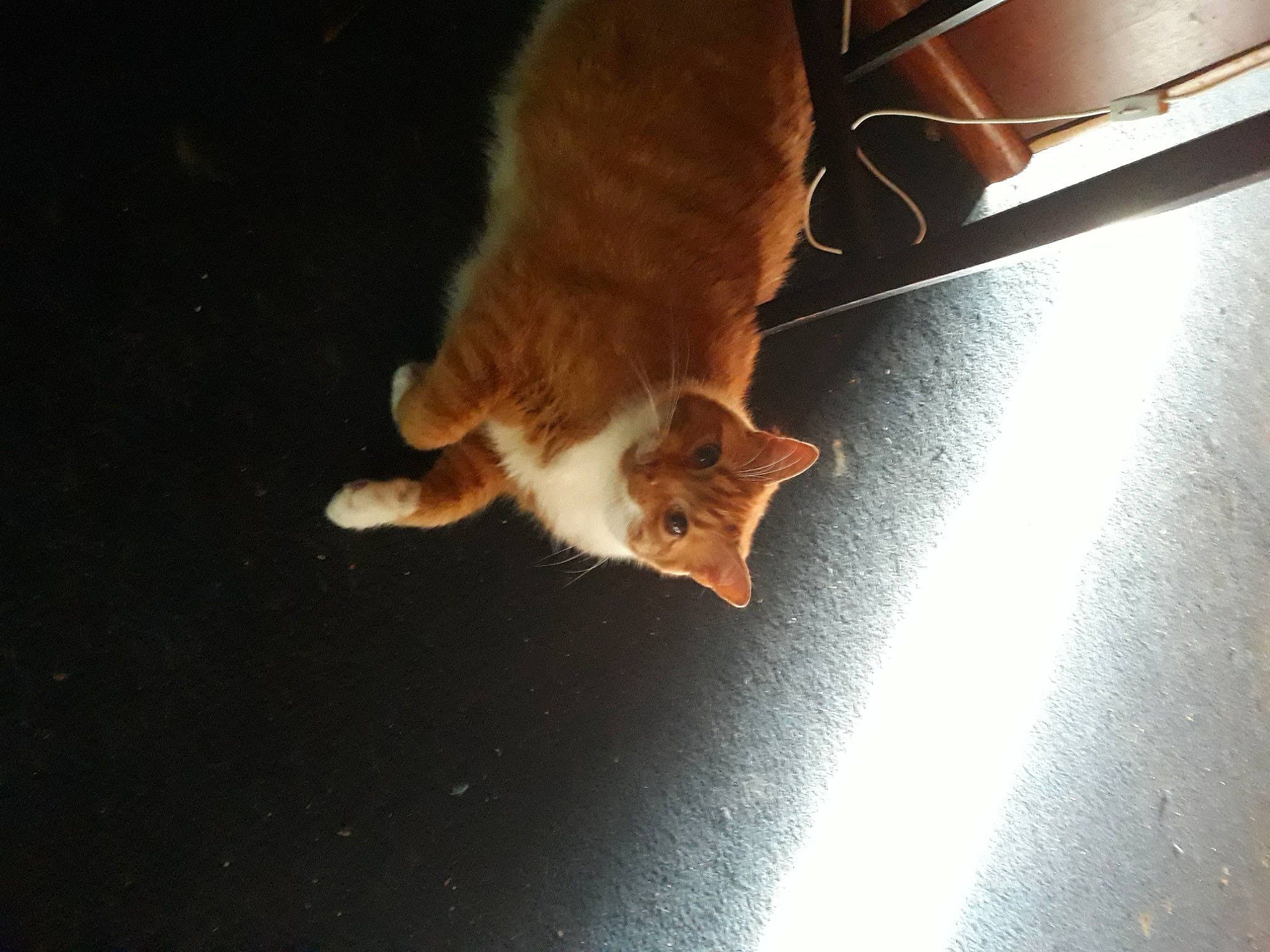 Butter joined the competition — help win amazing prizes! brown, carnivore, cat, darkness, domestic_short_haired_cat, fawn, felidae, flooring, fur, hardwood, heat, human_leg, paw, small_to_medium_sized_cats, snout, tail, tints_and_shades, whiskers, window, wood