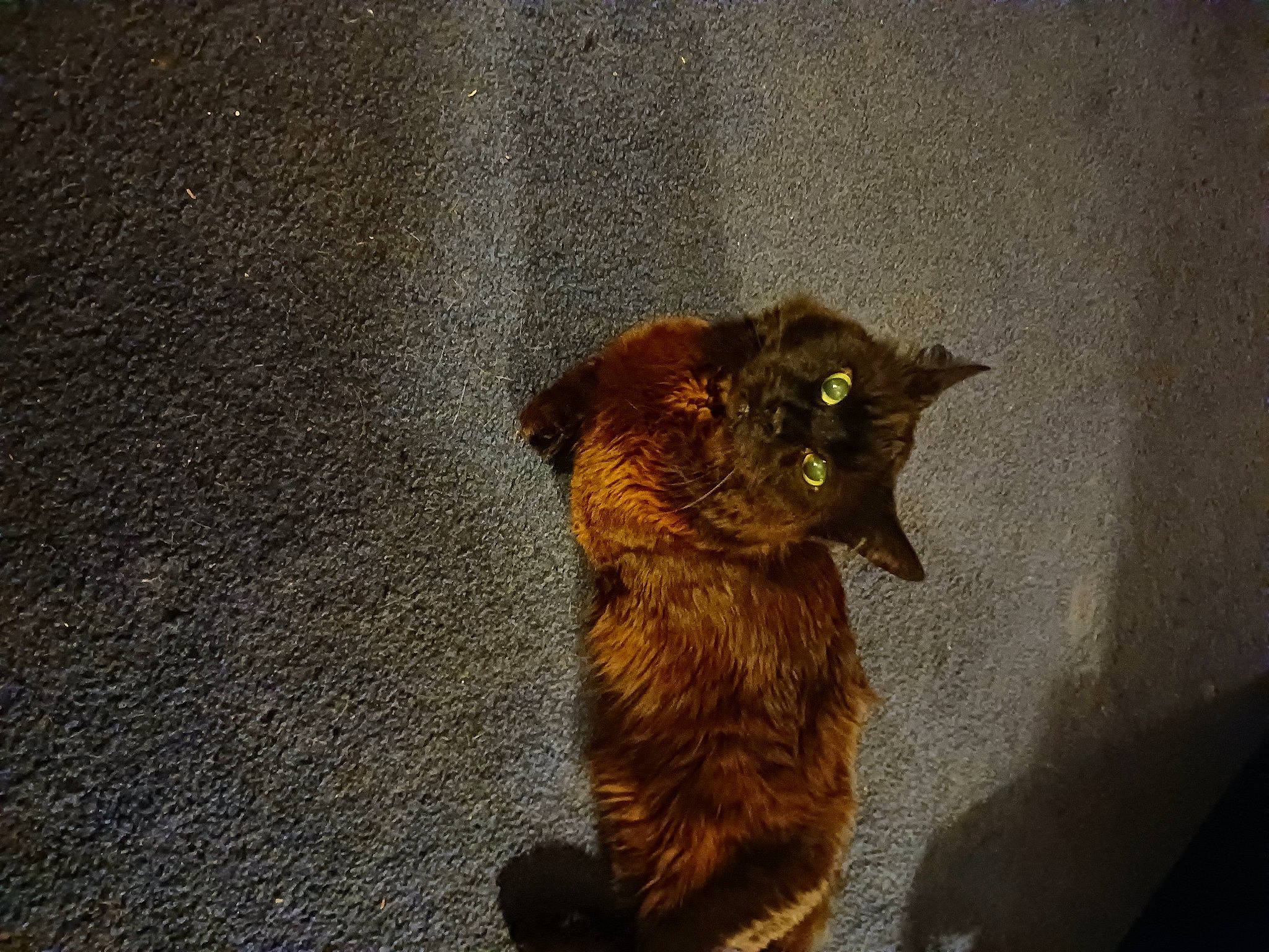 Fuzz is registered to the contest to win money with this photo: black_cat, brown, carnivore, cat, domestic_short_haired_cat, eye, fawn, felidae, flooring, fur, grey, liver, road_surface, shadow, small_to_medium_sized_cats, snout, tail, terrestrial_animal, tints_and_shades, whiskers