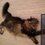 Pachache a rejoint le concours — aidez-le/la à gagner de superbes lots ! cat, tabby, fluffy, floor, rug, paw, curious, pet, animal, feline, indoor, stretching, playful, whiskers, tail, ears, fur, claws, side_view, domestic_pet