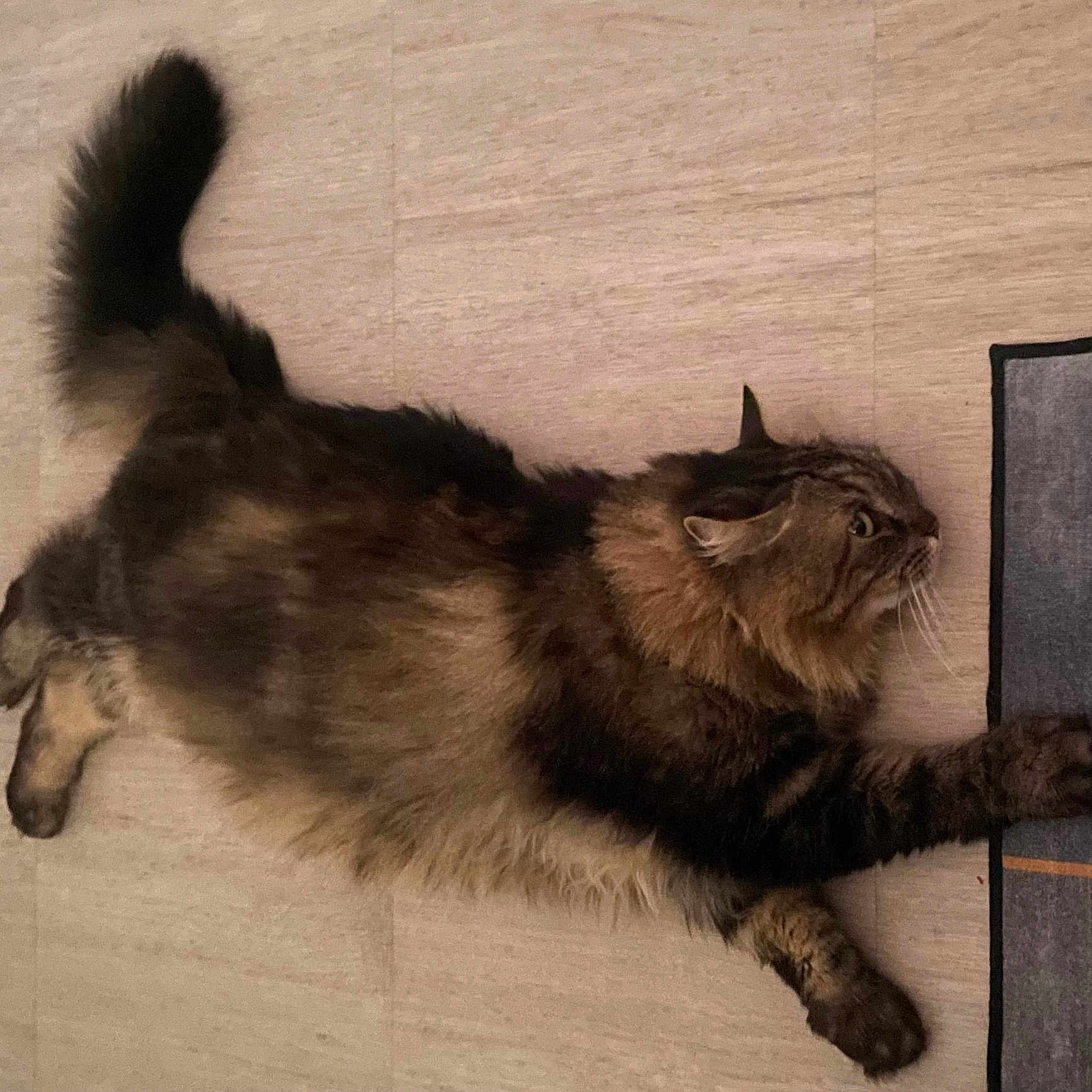 Pachache a rejoint le concours — aidez-le/la à gagner de superbes lots ! animal, cat, claws, curious, domestic_pet, ears, feline, floor, fluffy, fur, indoor, paw, pet, playful, rug, side_view, stretching, tabby, tail, whiskers