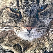 Pachache a rejoint le concours — aidez-le/la à gagner de superbes lots ! animal, cat, closeup, cute, domestic_cat, expression, eyes, face, feline, fluffy, fur, mammal, natural_light, nose, pet, portrait, soft, tabby, whiskers