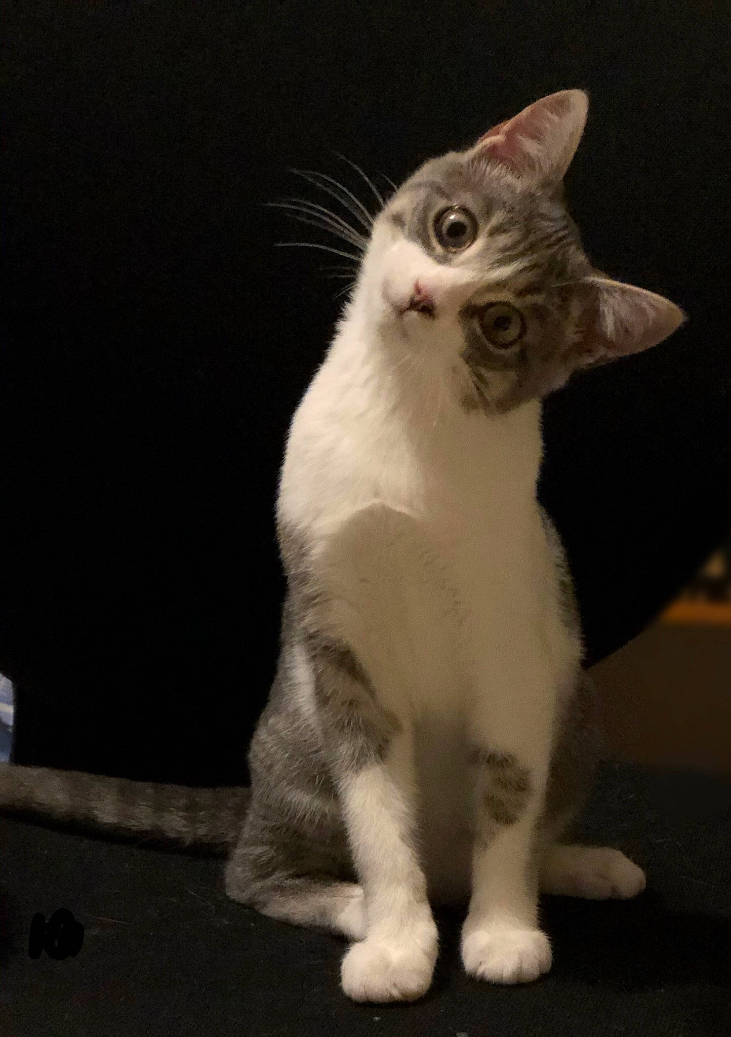 Souri a rejoint le concours — aidez-le/la à gagner de superbes lots ! carnivore, cat, claw, darkness, domestic_short_haired_cat, door, ear, eye, fawn, felidae, flooring, foot, fur, monochrome_photography, paw, small_to_medium_sized_cats, snout, tail, whiskers, window