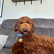 Ollie joined the competition — help win amazing prizes! dog, doodle, curly_fur, brown_fur, paw, toothy_grin, collar, tag, couch, sofa, pillow, living_room, shelf, wall_decor, framed_photo, indoor, close_up, portrait, playful, happy
