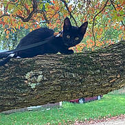 Pippa joined the competition — help win amazing prizes! black_cat, cat, tree_branch, autumn_leaves, harness, leash, outdoor, nature, moss, green_grass, fall, animal, pet, curious, feline, colorful, park, daylight, wildlife, adventure