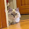 Maverick is registered to the contest to win money with this photo: animal, blue_eyes, cat, curious, cute, doorway, ears, fluffy, fur, hardwood_floor, home, indoors, long_hair, looking_at_camera, pet, photography, portrait, sitting, whiskers, wooden_door