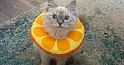 Maverick is registered to the contest to win money with this photo: animal, blue_eyes, carpet, cat, citrus, ears, fluffy, fruit_costume, home, indoor, kitten, long_hair, looking_at_camera, orange_collar, paws, pet, portrait, rug, sitting, whiskers