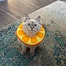 animal, blue_eyes, carpet, cat, citrus, ears, fluffy, fruit_costume, home, indoor, kitten, long_hair, looking_at_camera, orange_collar, paws, pet, portrait, rug, sitting, whiskers