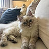 animal, blue_eyes, cat, couch, cozy, cream_colored, cushions, ears, fluffy, home, indoor, kitten, living_room, long_hair, lying_down, pet, portrait, relaxed, sofa, whiskers