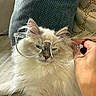 Maverick joined the competition — help win amazing prizes! animal, blue_eyes, cat, close_up, couch, cozy, eyewear, fashion, fluffy_cat, funny, glasses, hand, human_hand, indoors, long_hair, pet, portrait, sitting, sofa, white_fur