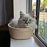basket, blue_eyes, cat, cozy, daylight, ears, fluffy, home, indoor, kitten, long_hair, looking_at_camera, pet, portrait, sitting, whiskers, white_fur, window, windowsill, woven_basket