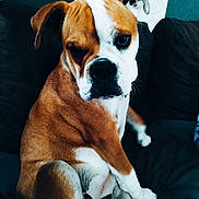 Vickie participe au concours pour gagner de l'argent avec cette photo : animal, armchair, beagle, boxer, bulldog, canine, chair, couch, dog, frenchbulldog, furniture, hound, pet, pitbull, puppy, snout