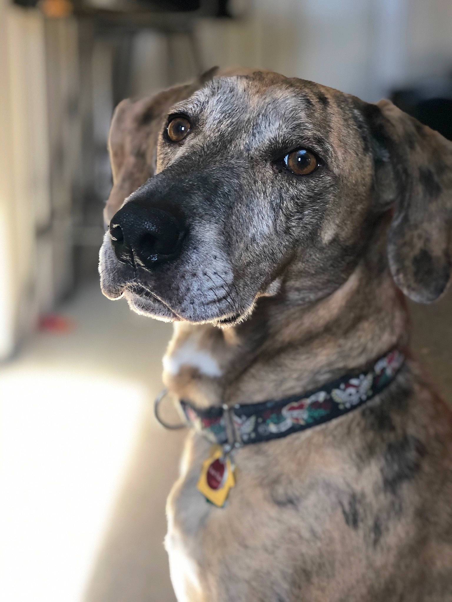 Lee is registered to the contest to win money with this photo: canidae, carnivore, cimarron_uruguayo, dog, dog_breed, dog_collar, fawn, galgo_espanol, great_dane, greyhound, mammal, mountain_cur, non_sporting_group, plott_hound, sloughi, snout, sporting_group, treeing_tennessee_brindle, vertebrate, whiskers
