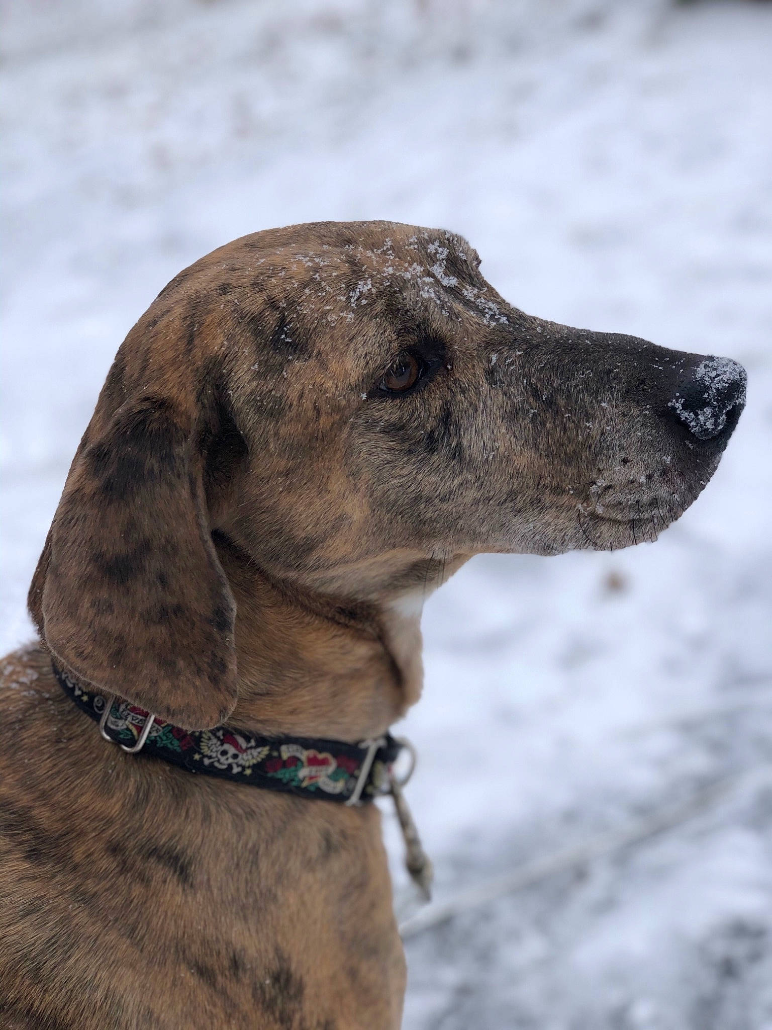 Lee joined the competition — help win amazing prizes! canidae, carnivore, dog, dog_breed, dog_collar, fawn, galgo_espanol, great_dane, greyhound, hunting_dog, mammal, mountain_cur, plott_hound, sloughi, snout, sporting_group, vertebrate