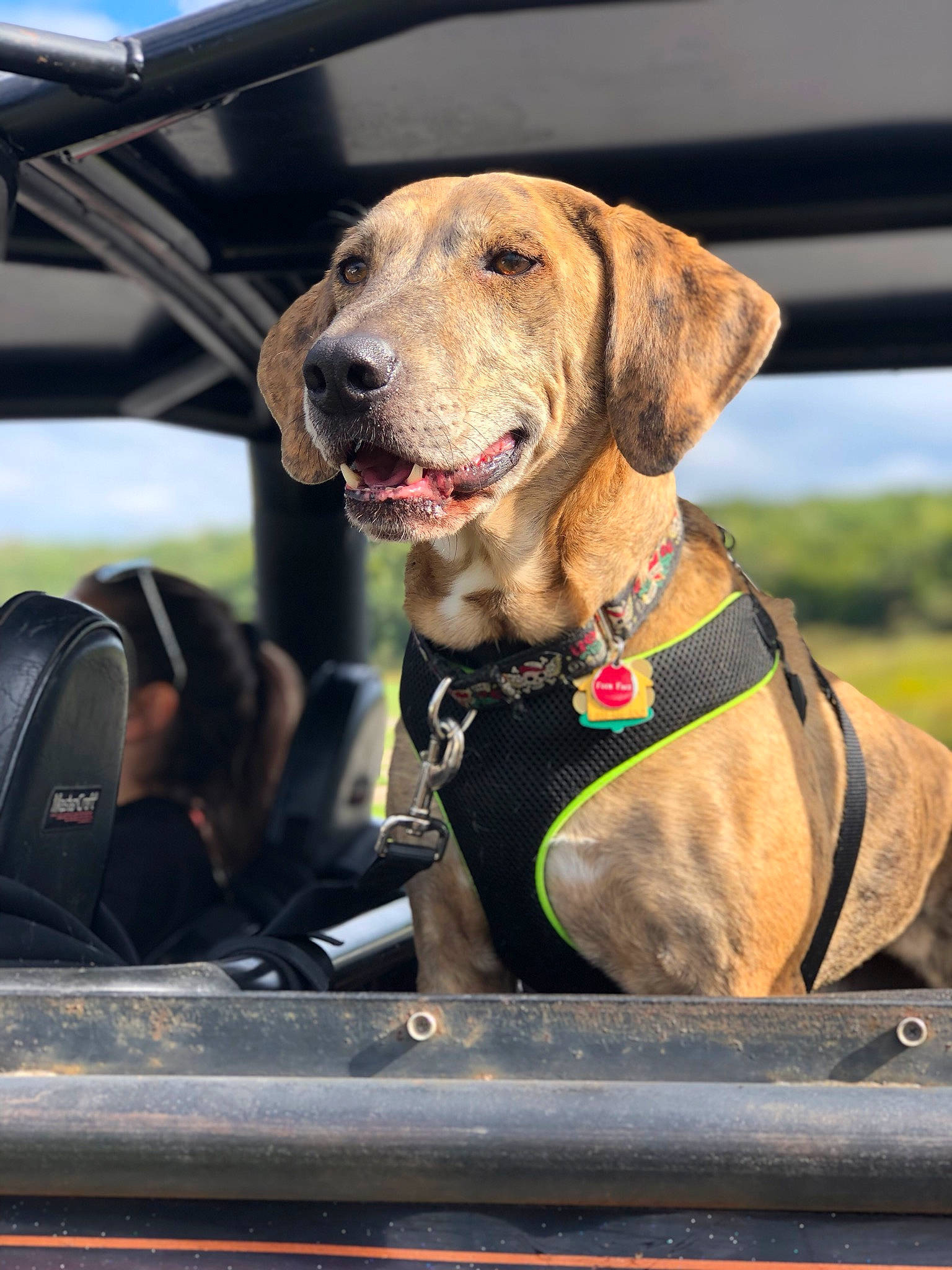 Lee joined the competition — help win amazing prizes! blue_lacy, broholmer, canidae, car, carnivore, dog, dog_breed, fawn, great_dane, guard_dog, hunting_dog, mammal, snout, sporting_group, vehicle, vertebrate, working_dog