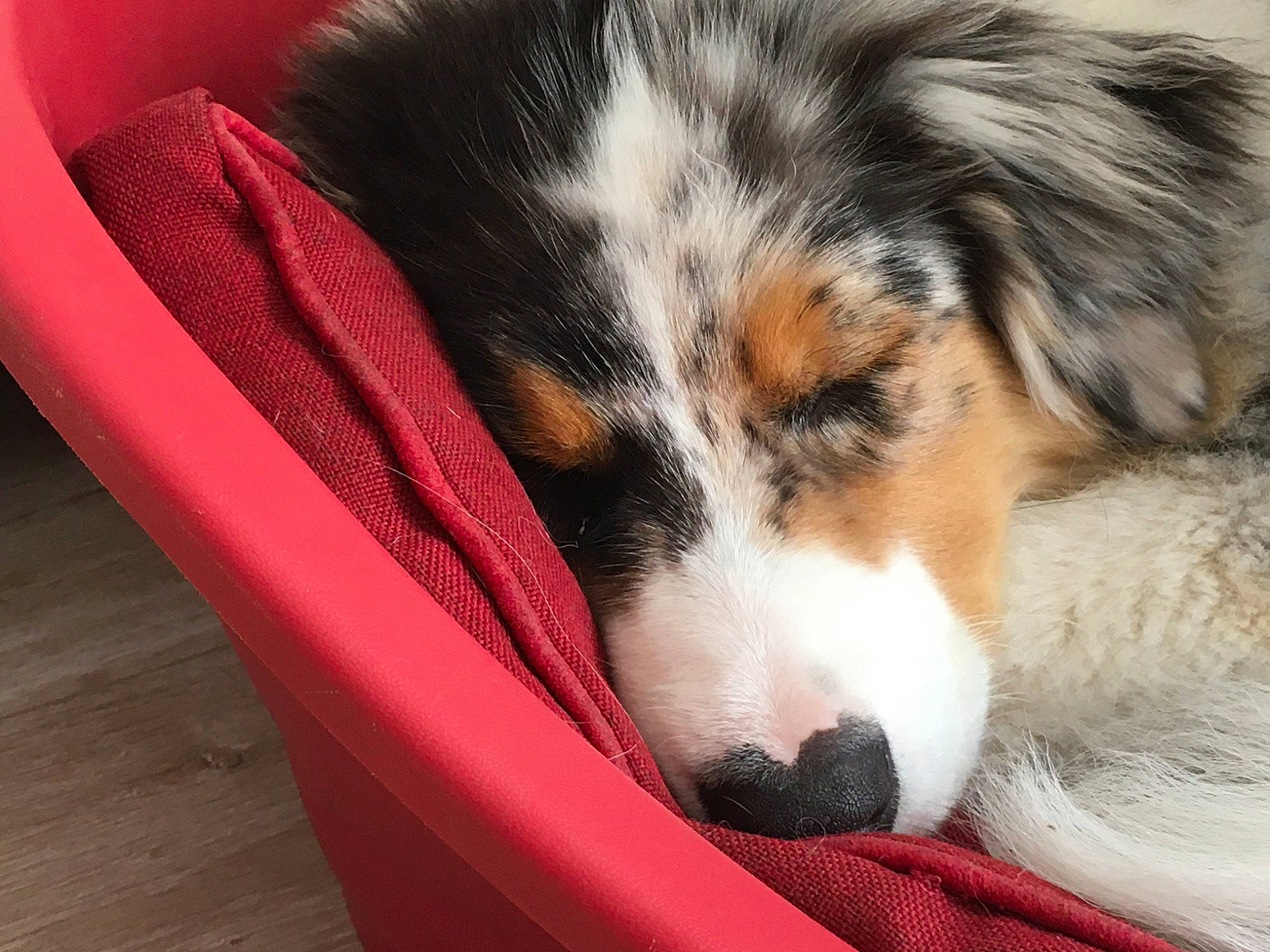 Saphir participe au concours pour gagner de l'argent avec cette photo : australian_shepherd, canidae, carnivore, comfort, companion_dog, dog, dog_breed, felidae, fur, herding_dog, puppy, rough_collie, scotch_collie, snout, sporting_group, terrestrial_animal, texas_heeler, whiskers, working_animal, working_dog