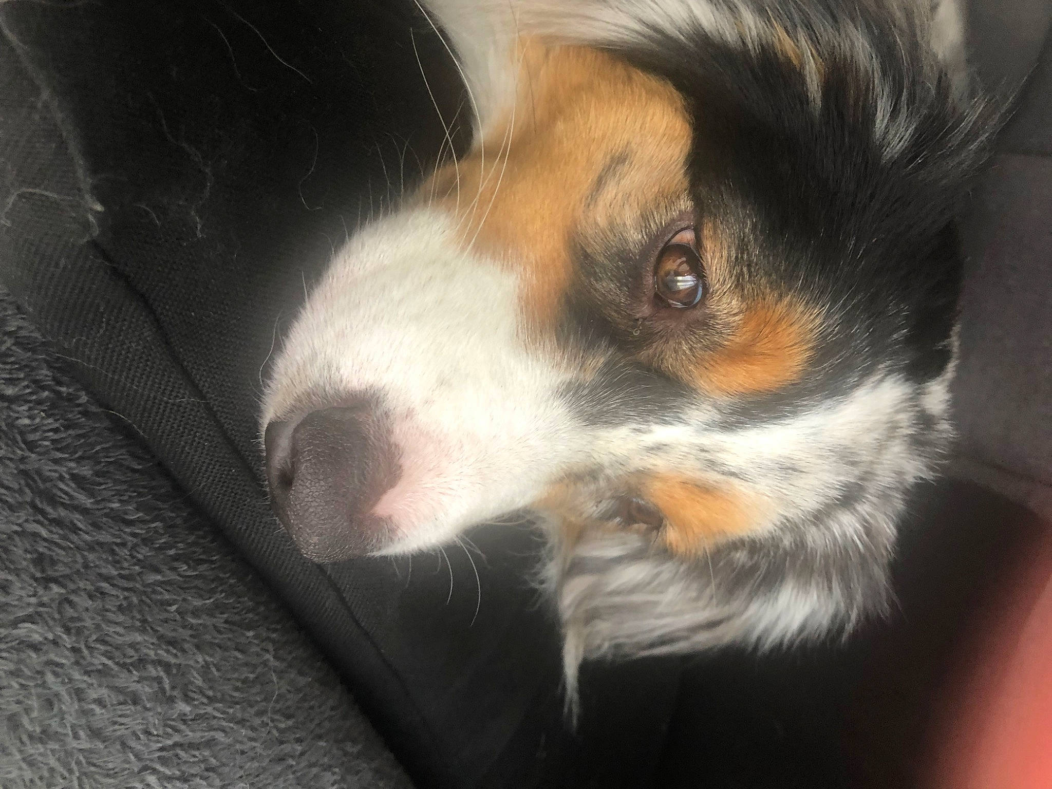 Saphir participe au concours pour gagner de l'argent avec cette photo : bored, canidae, carnivore, companion_dog, dog, dog_breed, ear, fur, puppy, snout, sporting_group, terrestrial_animal, toy_dog, whiskers, working_dog