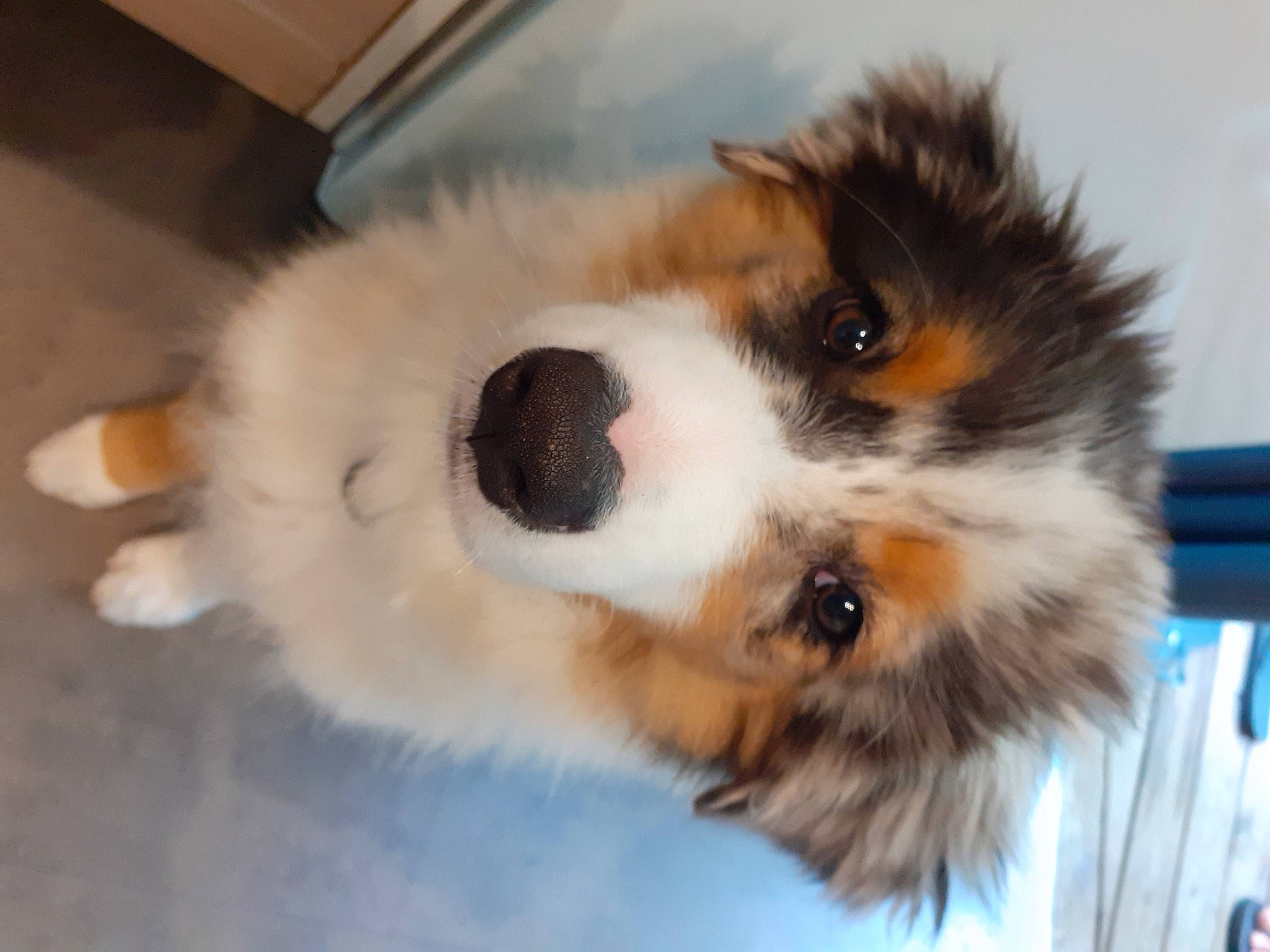 Saphir a rejoint le concours — aidez-le/la à gagner de superbes lots ! canidae, carnivore, companion_dog, dog, dog_breed, fur, herding_dog, paw, puppy, snout, sporting_group, terrestrial_animal, toy_dog, whiskers, working_animal, working_dog