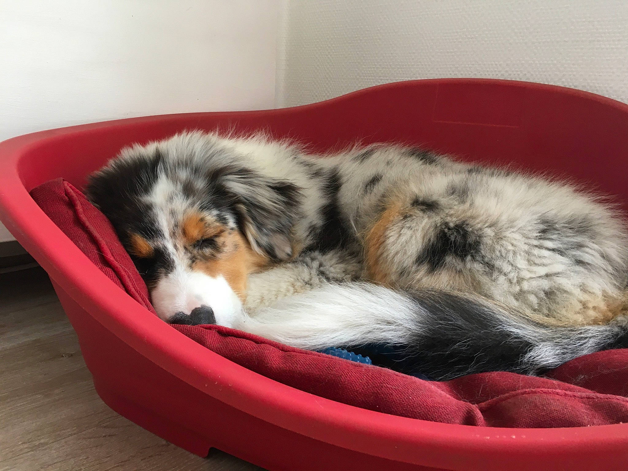 Saphir a rejoint le concours — aidez-le/la à gagner de superbes lots ! bored, canidae, carnivore, cat_supply, comfort, companion_dog, couch, dog, dog_bed, dog_breed, dog_supply, fur, herding_dog, nap, paw, pet_supply, snout, sporting_group, working_animal, working_dog