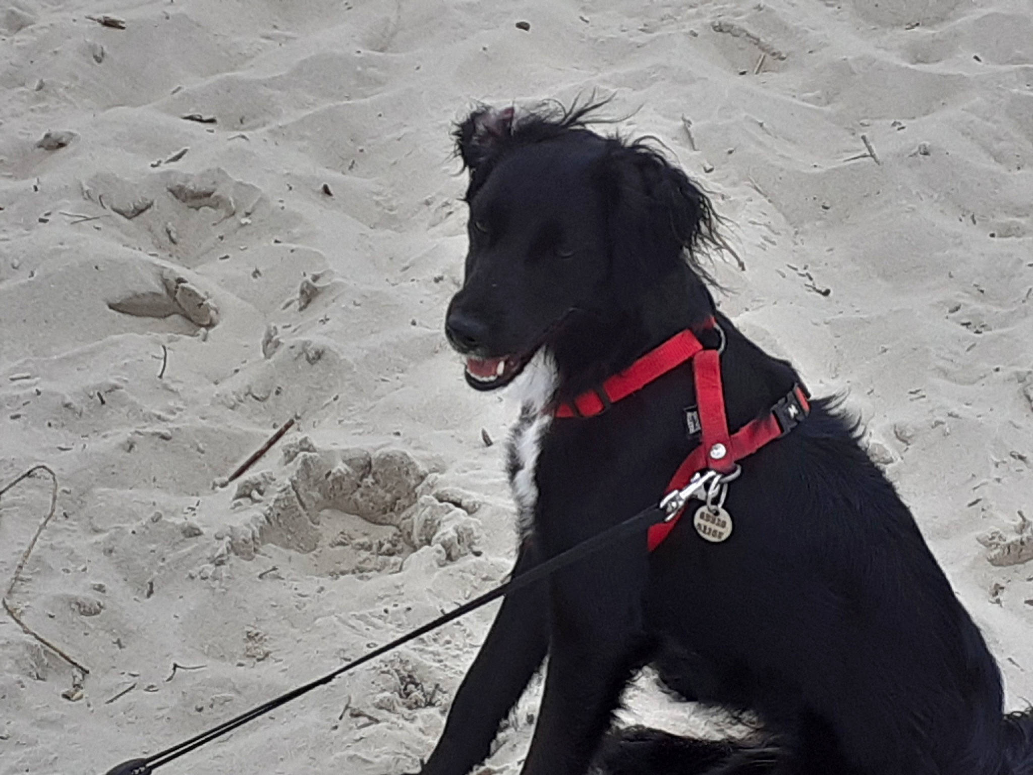 Papaye a rejoint le concours — aidez-le/la à gagner de superbes lots ! borador, canidae, carmine, carnivore, collar, companion_dog, dog, dog_breed, dog_collar, dog_supply, fur, leash, monochrome_photography, pet_supply, shadow, snout, sporting_group, winter, working_animal, working_dog