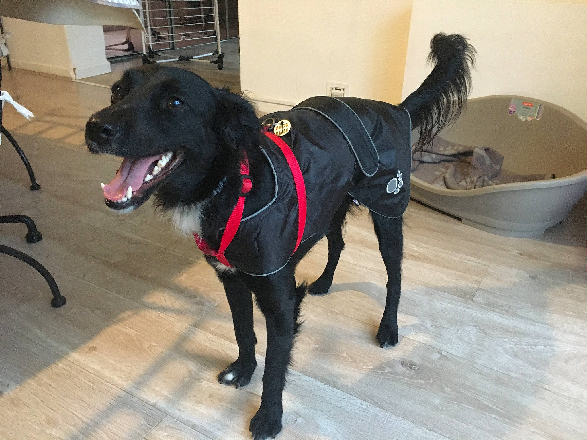 Papaye a rejoint le concours — aidez-le/la à gagner de superbes lots ! canidae, carnivore, collar, companion_dog, dog, dog_breed, dog_collar, dog_supply, fashion_accessory, fawn, flooring, leash, mixing_bowl, pet_supply, retriever, snout, sporting_group, tail, whiskers, working_animal