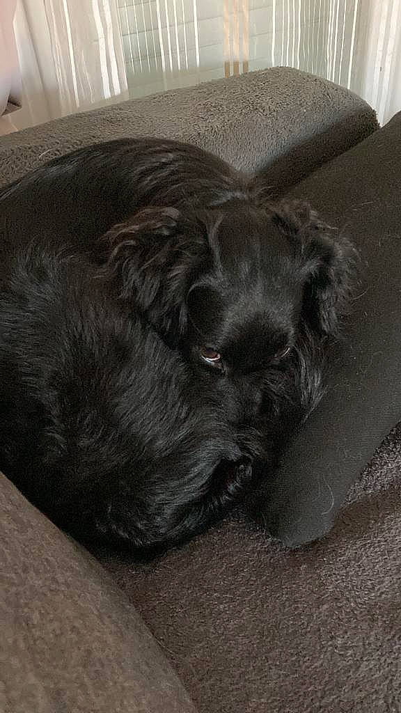 Papaye participe au concours pour gagner de l'argent avec cette photo : borador, canidae, carnivore, claw, comfort, companion_dog, dog, dog_breed, ear, fawn, foot, fur, grey, liver, paw, puppy, tail, terrestrial_animal, whiskers, working_animal