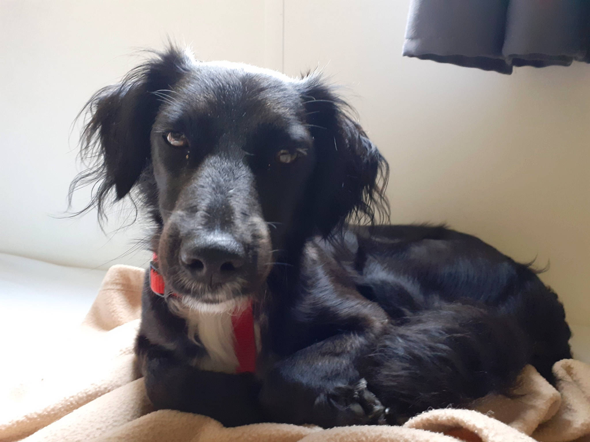 Papaye participe au concours pour gagner de l'argent avec cette photo : ball, borador, border_collie, canidae, carnivore, companion_dog, dog, dog_breed, fur, gun_dog, lamp, lampshade, puppy, spaniel, umbrella, whiskers, working_animal, working_dog