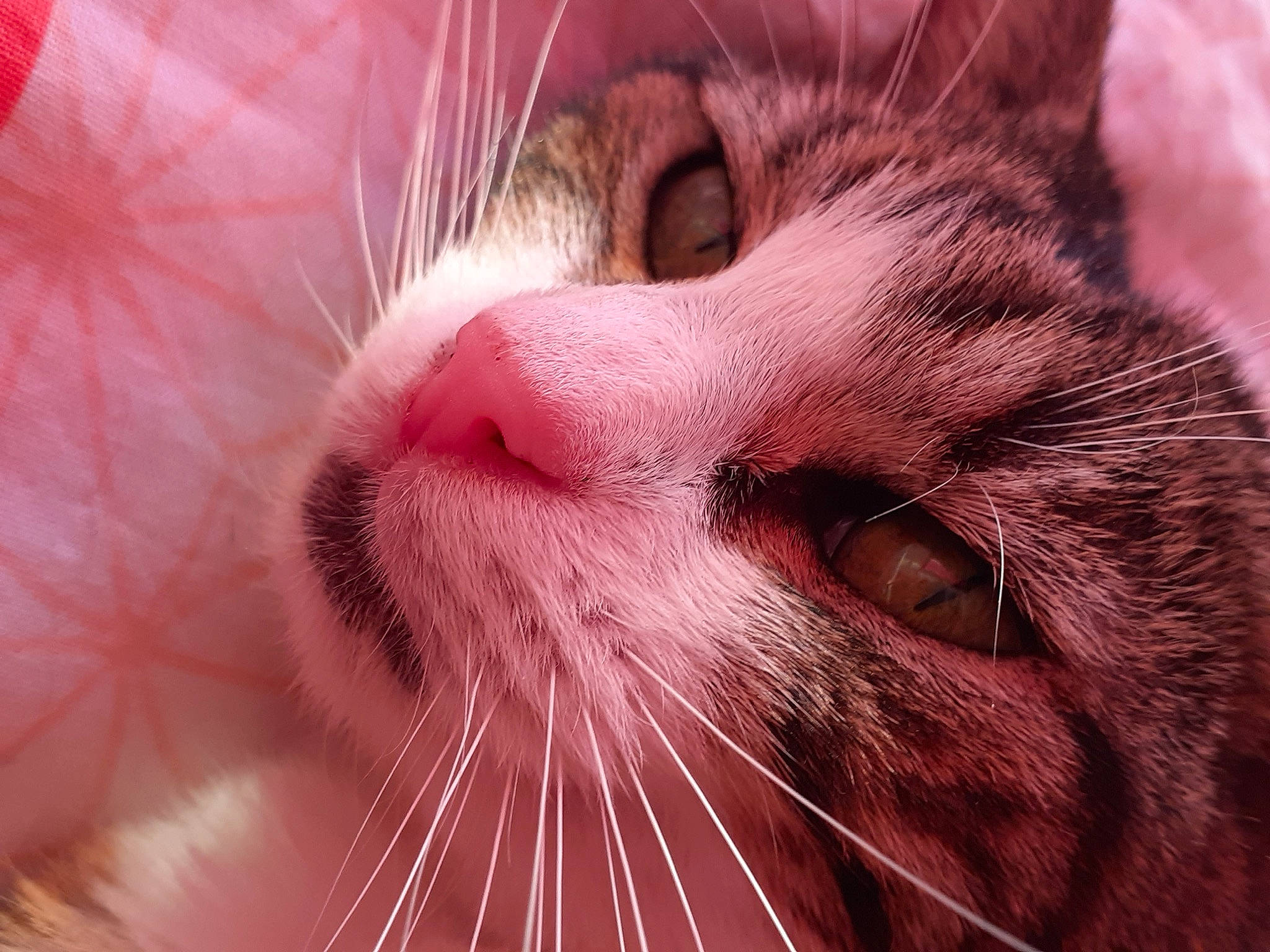 Chaussette participe au concours pour gagner de l'argent avec cette photo : carnivore, cat, comfort, curious, domestic_short_haired_cat, ear, eye, eyebrow, eyelash, felidae, fur, head, iris, line, macro_photography, nose, photography, small_to_medium_sized_cats, snout, whiskers