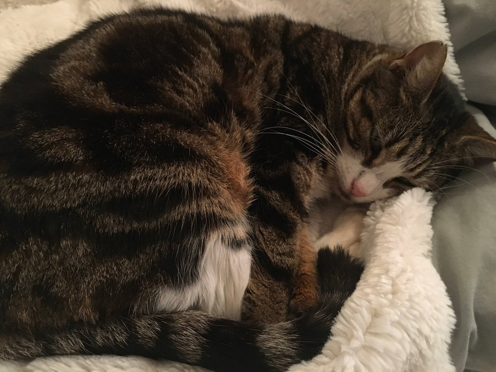 Chaussette a rejoint le concours — aidez-le/la à gagner de superbes lots ! carnivore, cat, claw, comfort, domestic_short_haired_cat, felidae, fur, nap, paw, sleep, small_to_medium_sized_cats, snout, tail, terrestrial_animal, whiskers