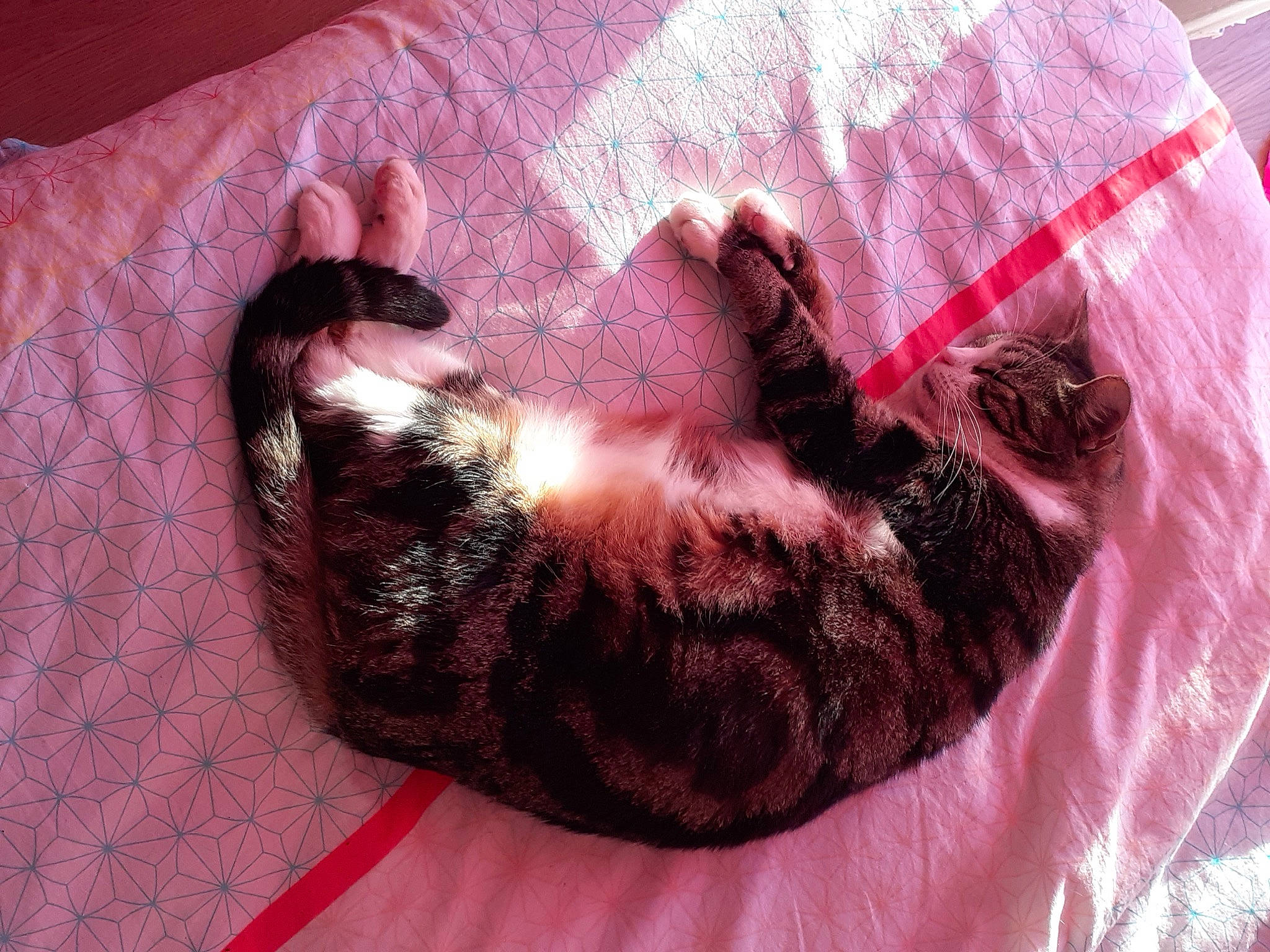 Chaussette a rejoint le concours — aidez-le/la à gagner de superbes lots ! brown, canidae, carnivore, cat, cat_bed, cat_supply, comfort, dog_breed, fawn, felidae, fur, magenta, pattern, paw, pink, small_to_medium_sized_cats, sporting_group, tail, textile, whiskers