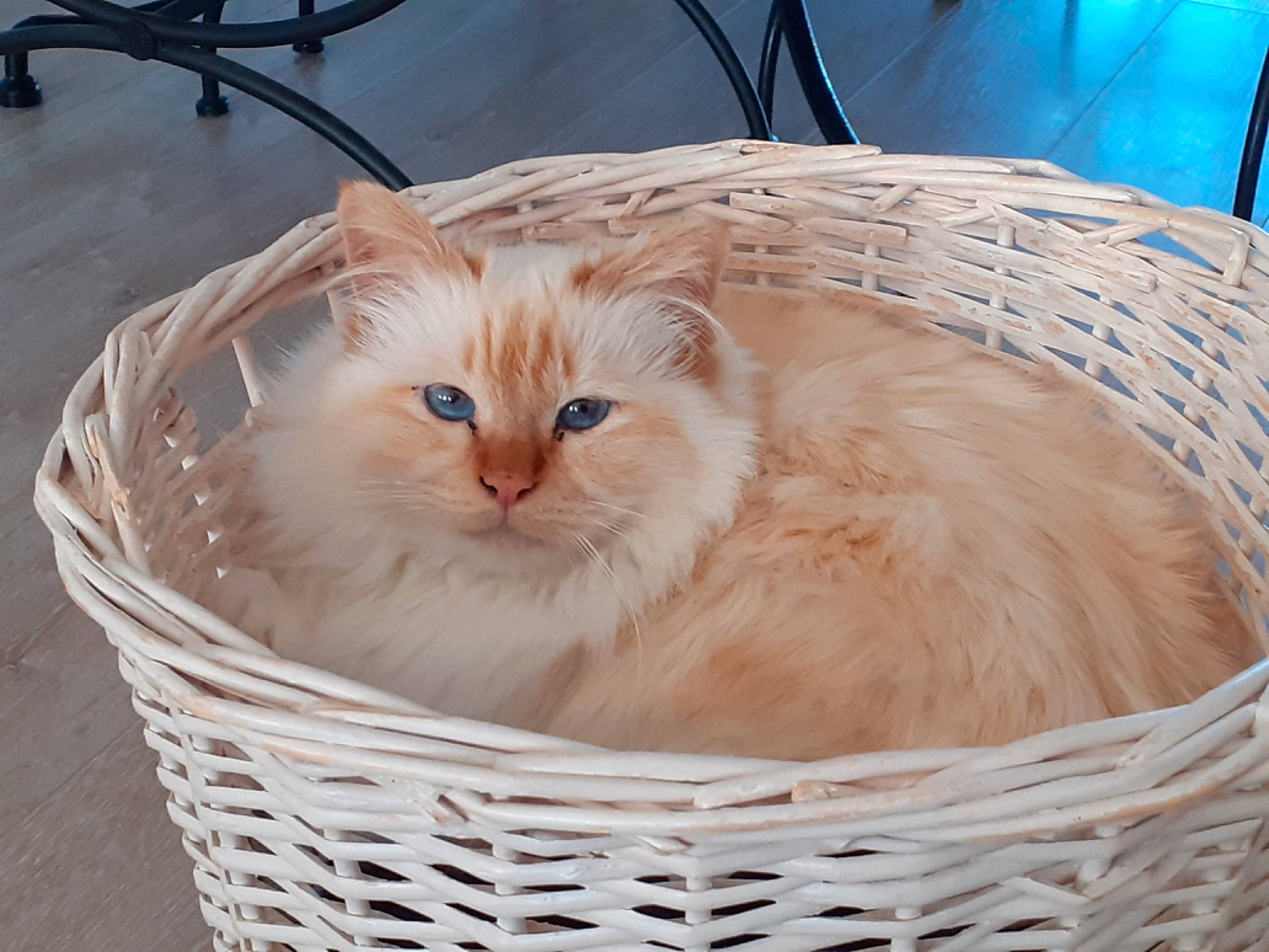 Isis participe au concours pour gagner de l'argent avec cette photo : animal_shelter, basket, box, carnivore, cat, cat_supply, chair, comfort, domestic_short_haired_cat, fawn, felidae, fur, package_delivery, packing_materials, shipping_box, small_to_medium_sized_cats, snout, storage_basket, whiskers, wood
