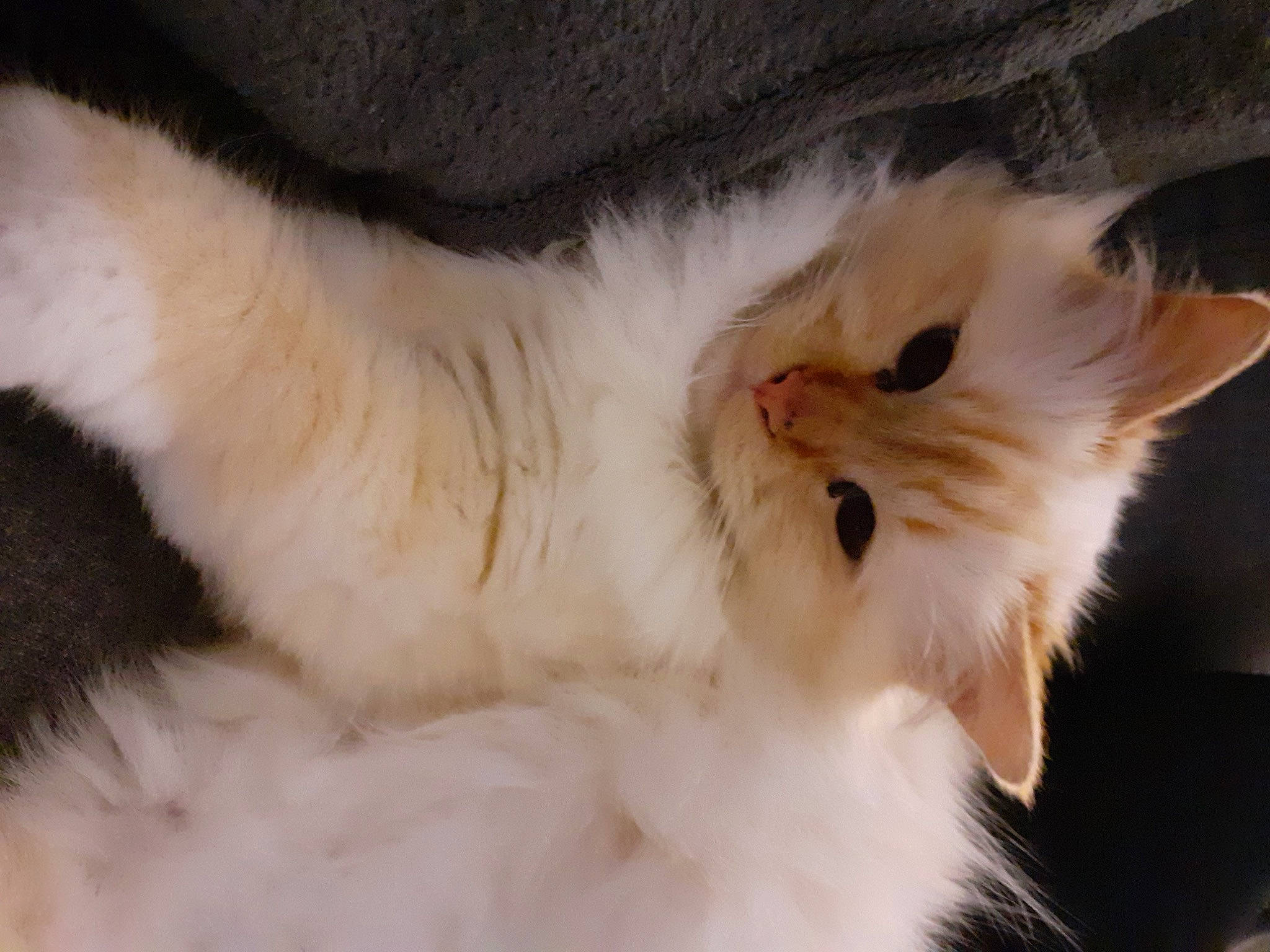 Isis participe au concours pour gagner de l'argent avec cette photo : british_longhair, carnivore, cat, claw, comfort, fawn, felidae, fur, paw, ragdoll, small_to_medium_sized_cats, snout, tail, terrestrial_animal, whiskers