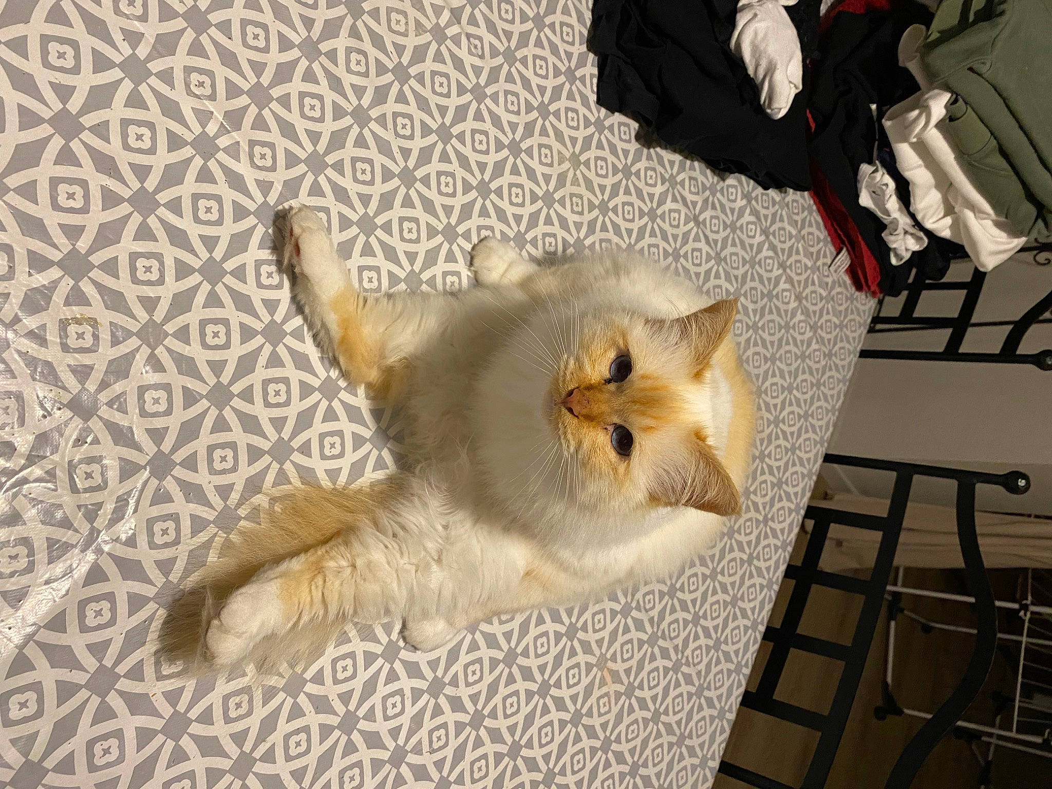 Isis participe au concours pour gagner de l'argent avec cette photo : bed, carnivore, cat, claw, comfort, companion_dog, dog_breed, domestic_short_haired_cat, fawn, felidae, flooring, fur, nap, paw, small_to_medium_sized_cats, snout, sporting_group, tail, whiskers, wood