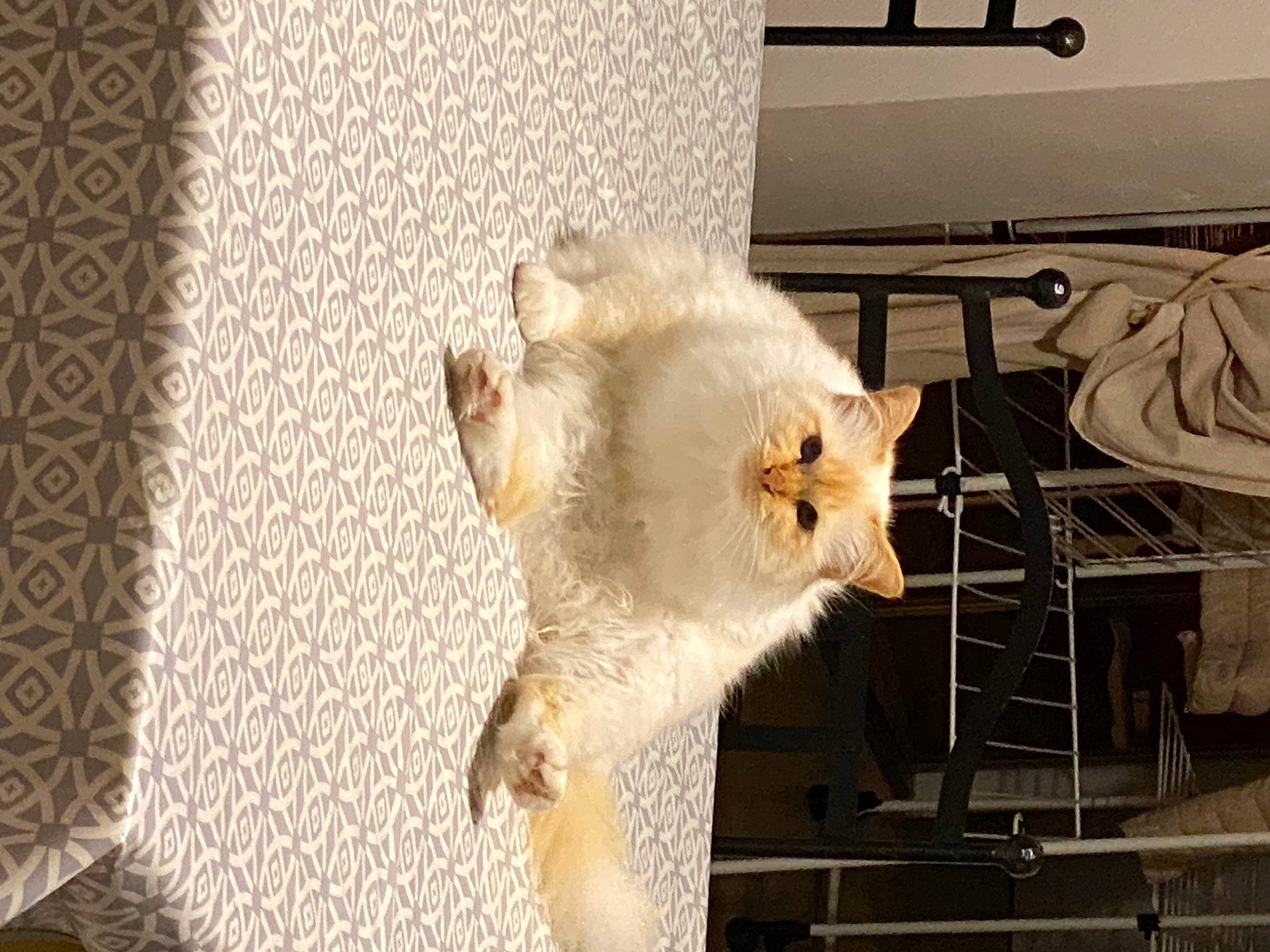 Isis participe au concours pour gagner de l'argent avec cette photo : canidae, carnivore, cat, claw, companion_dog, fawn, felidae, fur, linens, metal, paw, room, small_to_medium_sized_cats, snout, sporting_group, tail, toy, whiskers, window_treatment, wood