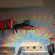 Jose joined the competition — help win amazing prizes! appliances, cat, cleaning_supplies, colorful, cozy, domestic, dryer, fabric, feline, household_items, indoor, laundry_room, pet, rainbow_light, relaxed, shadow, shelf, still_life, wall, washing_machine