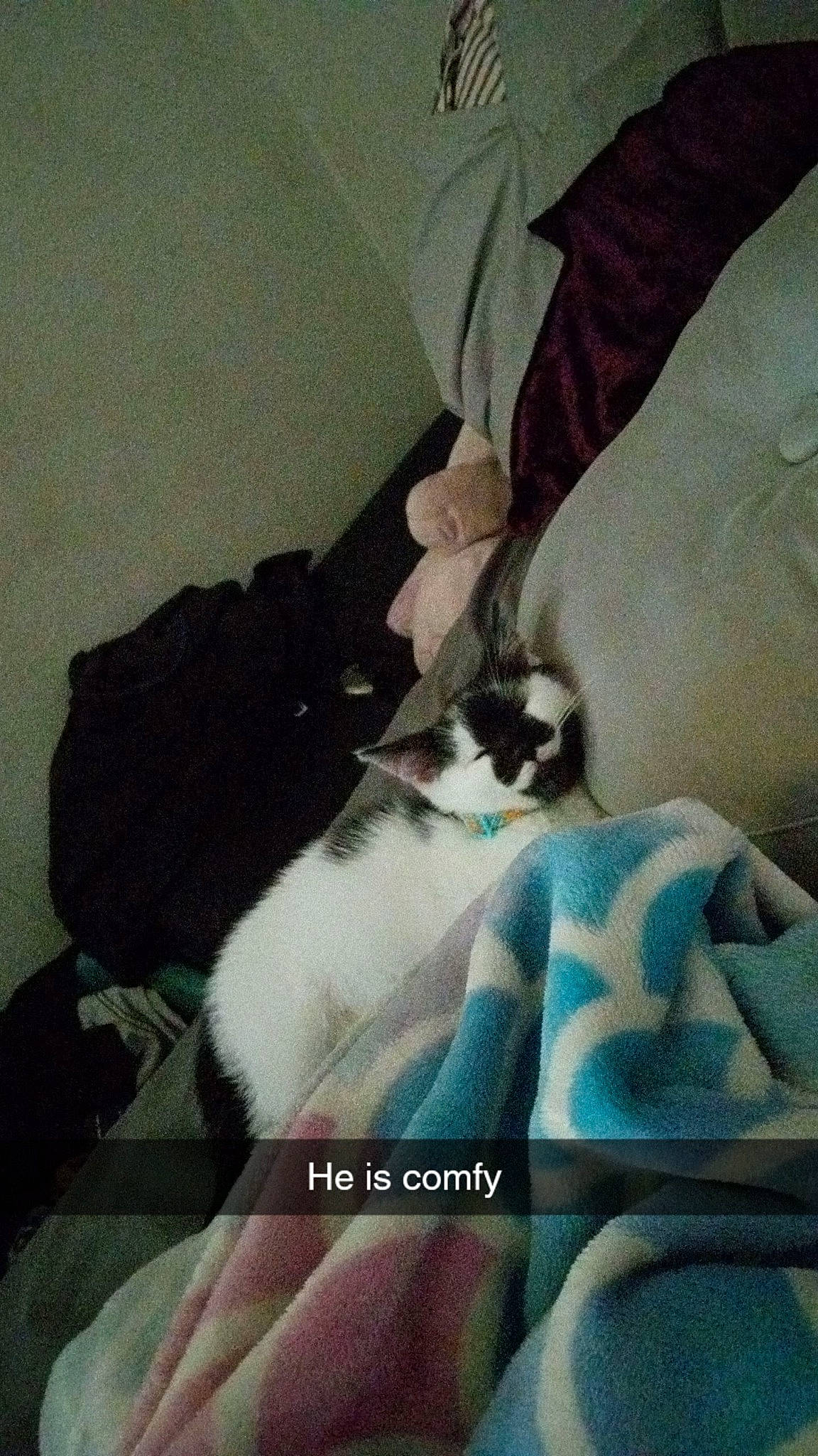 Grumpy joined the competition — help win amazing prizes! bedding, canidae, carnivore, cat, cloud, comfort, companion_dog, domestic_short_haired_cat, felidae, fur, lap, linens, paw, room, small_to_medium_sized_cats, square, tail, textile, vertebrate, whiskers